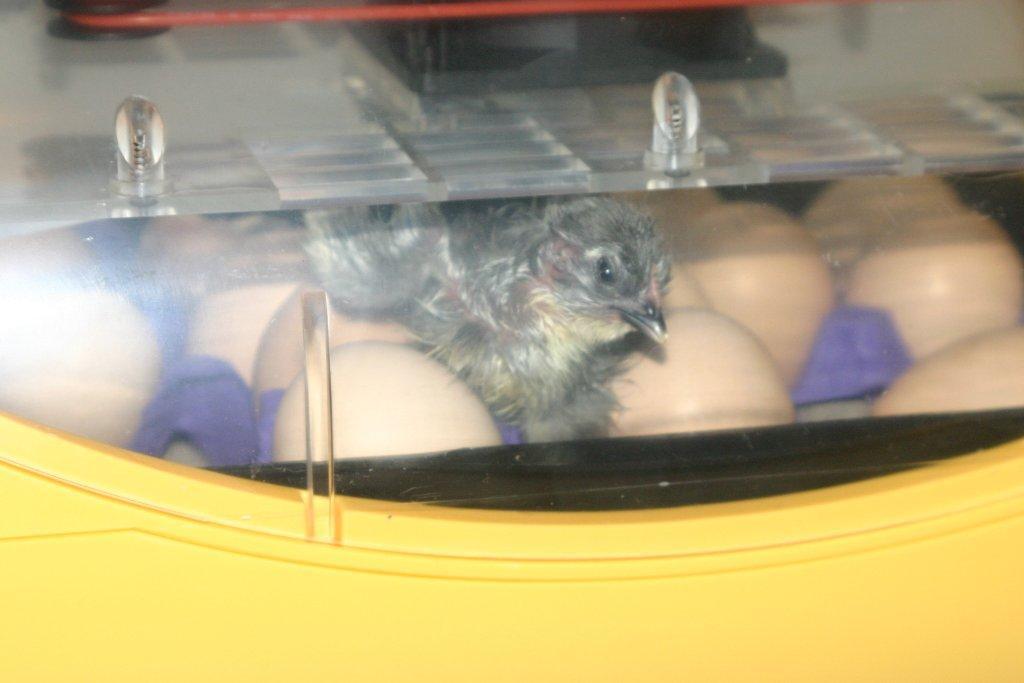 73167_first_hatched_-_on_eggs.jpg