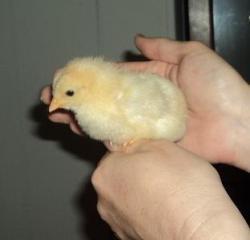 73209_4-14_peepers2.jpg