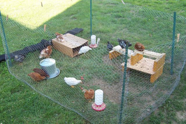 73275_chickens_002.jpg