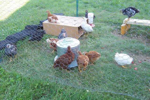 73275_chickens_003.jpg