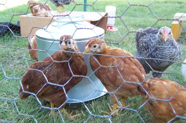 73275_chickens_004.jpg