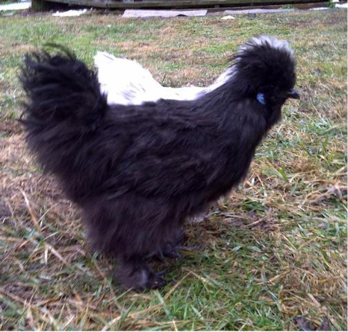 73319_black_silkie_roo2.jpg