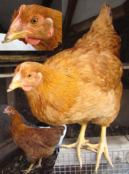 73368_tiggyid.jpg