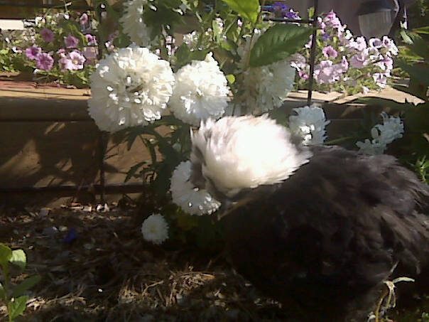 73384_snowbie_hiding.jpg