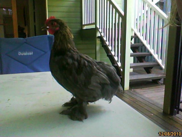 73408_image201012080003.jpg