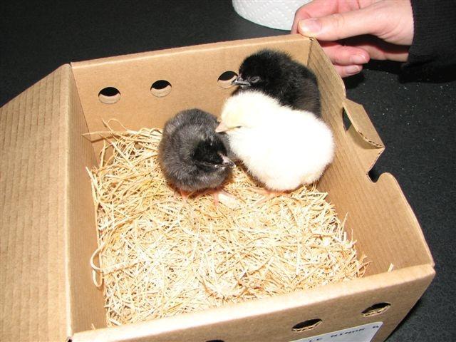 73516_new_chicks.jpg