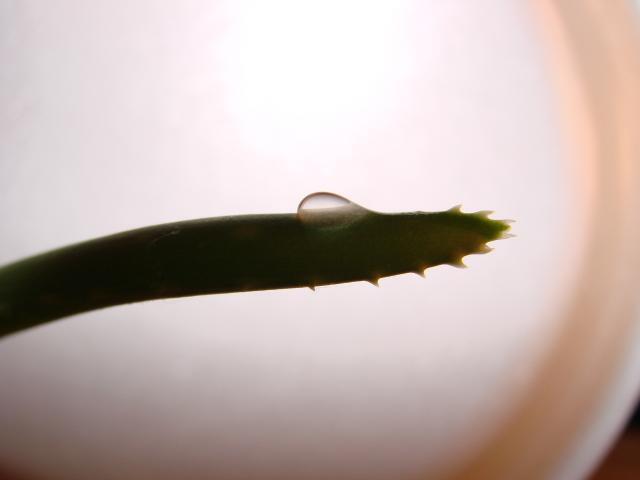 7354_dsc03038.jpg