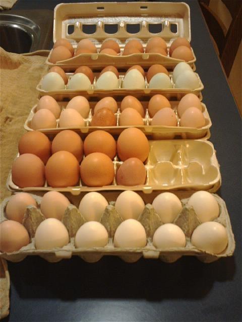 73552_dec_eggs_2010.jpg