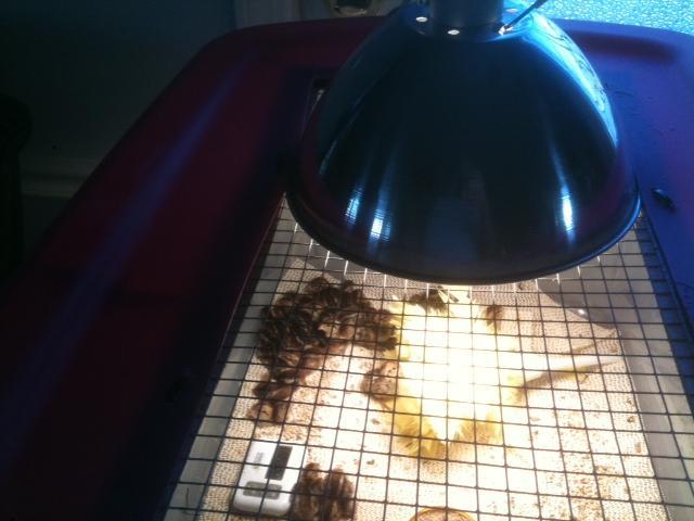 73612_brooder2.jpg