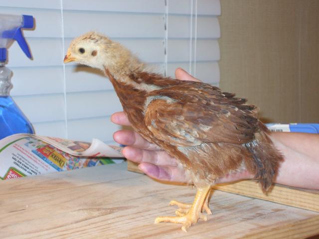 73626_3_wk_old_chicks_002.jpg