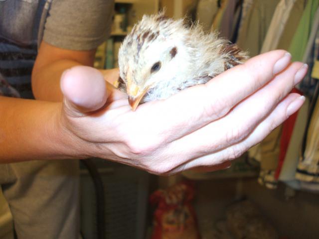 73626_3_wk_old_chicks_003.jpg