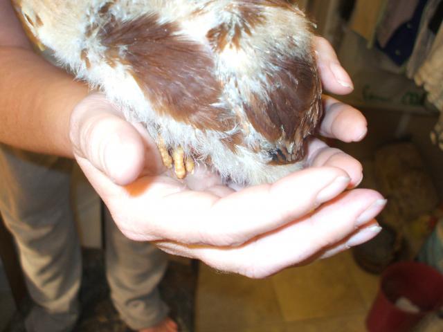 73626_3_wk_old_chicks_004.jpg