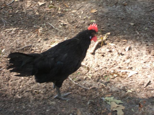 73626_chicken_coop_015.jpg