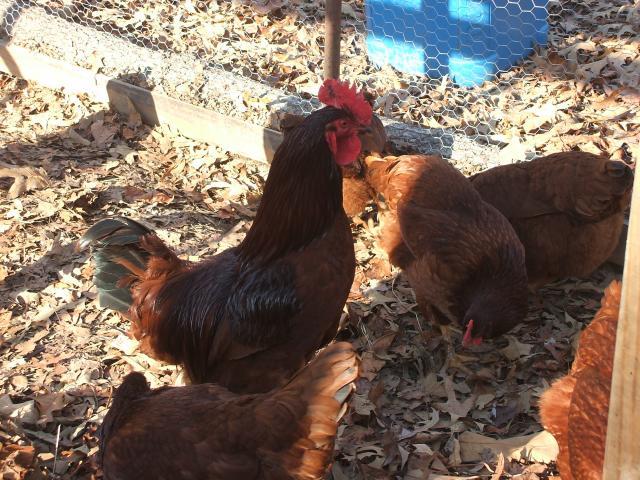 73626_chicken_feathers_007.jpg