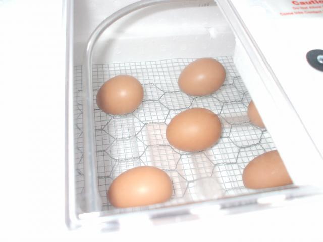 73626_eggs_in_incubator_002.jpg