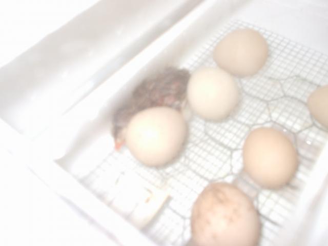 73626_guinea_hatching_007.jpg