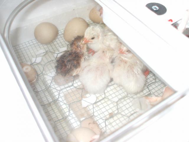 73626_guineas_hatched_005.jpg