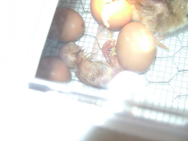 73626_more_chicks_001.jpg