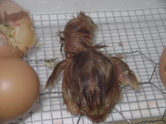 73626_more_chicks_024.jpg