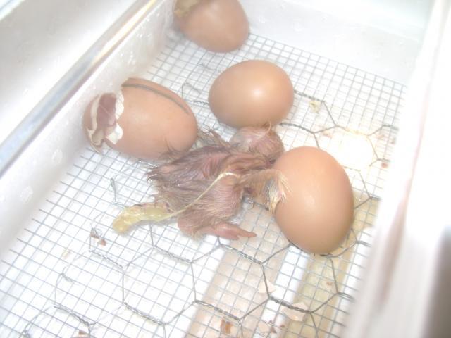 73626_more_chicks_037.jpg