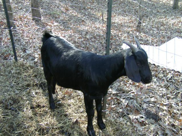 73626_new_goat_014.jpg
