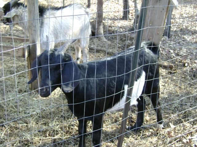 73626_new_goat_017.jpg