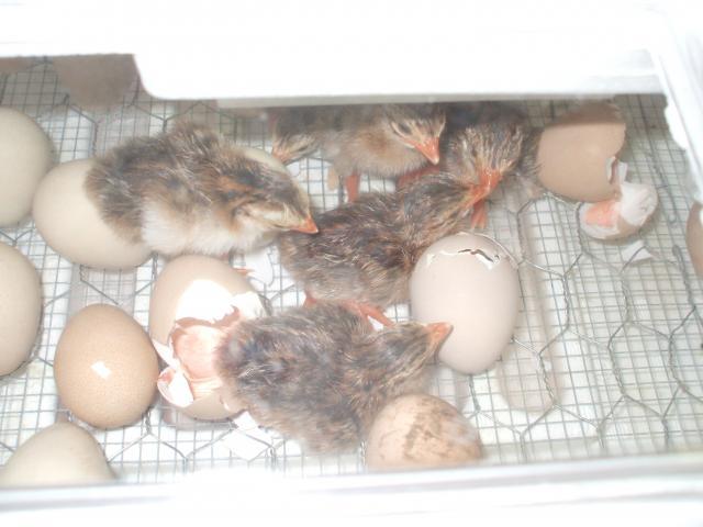 73626_some_guinea_keets_001.jpg