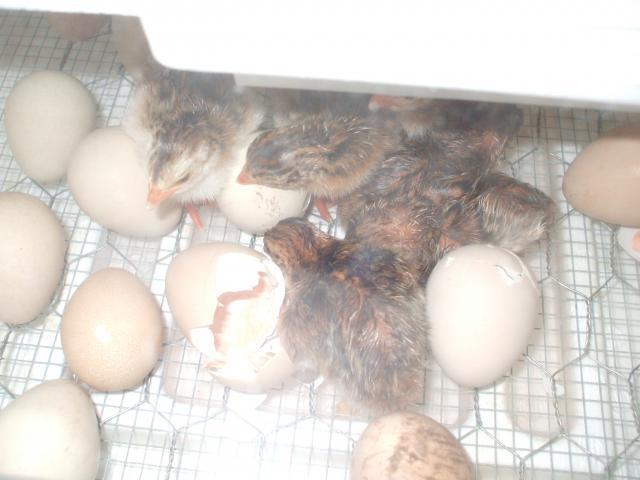 73626_some_guinea_keets_005.jpg