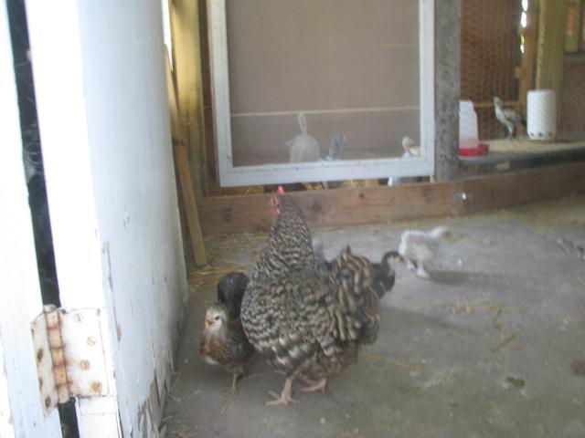 73670_img_0465.jpg