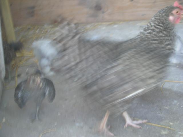 73670_img_0466.jpg