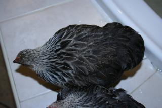 73701_pullet3.jpg