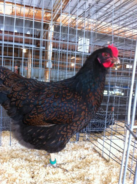 73740_pullet.jpg