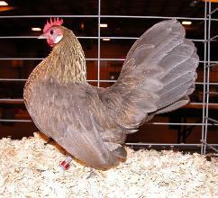 73766_blue_light_brown_hen.jpg