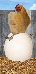 73766_chicken-egg-----176.jpg