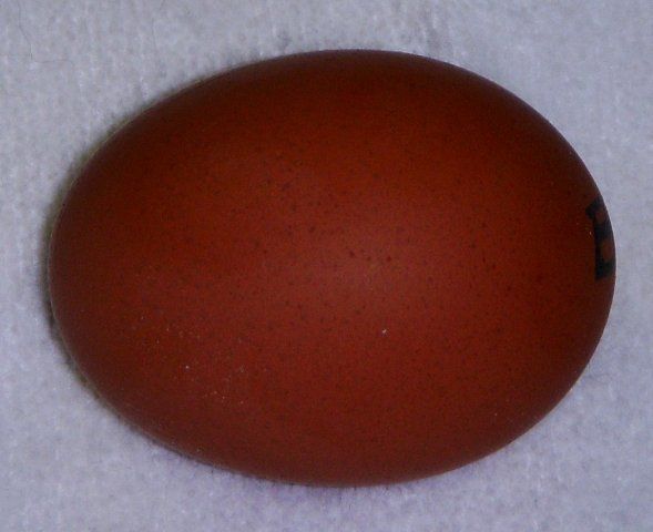 7381_marans_egg_002.jpg