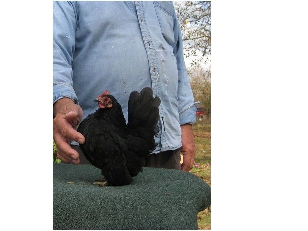 73869_zz01265blackhen.jpg