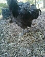 73935_blue_ameraucana_rooster_1s_feet_3.jpg