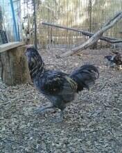 73935_blue_ameraucana_rooster_a_1.jpg