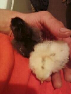 73935_br-ee_chick_12.jpg