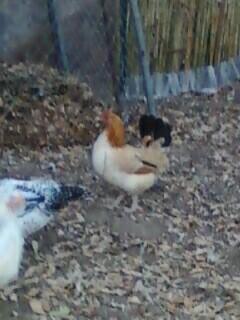 73935_new_banty_hen_3.jpg