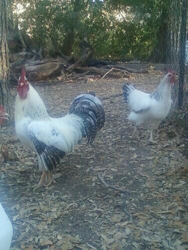 73935_victor_a_del_hen.jpg