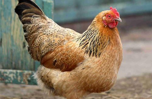 73955_growing_guide_chicken_ahero.jpg