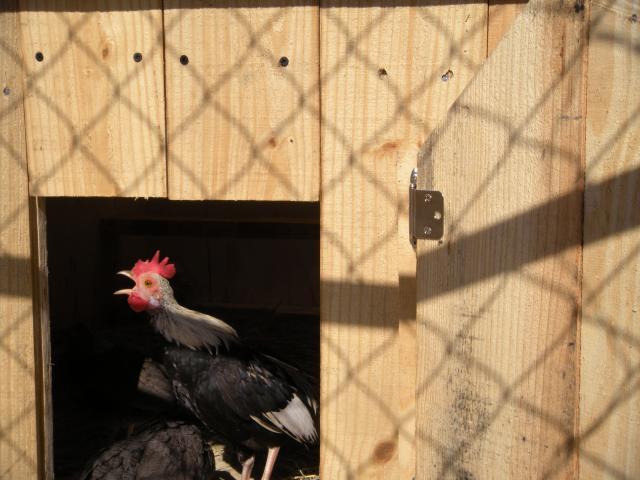 73976_bantams_15.jpg