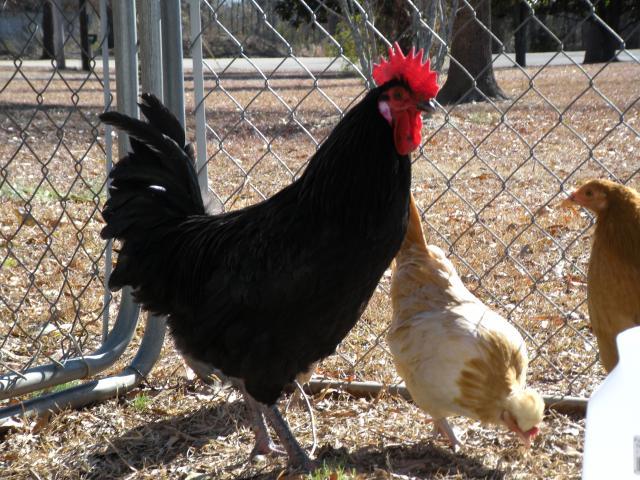 73976_chicken_pictures_023.jpg