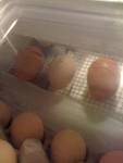 73982_baby_chick_zip.jpg