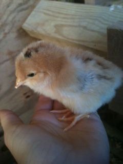 73982_buff_chick.jpg