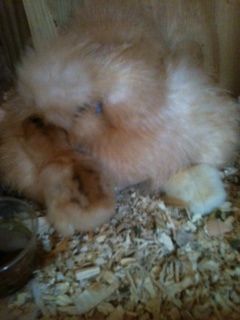 73982_mama_and_babies.jpg