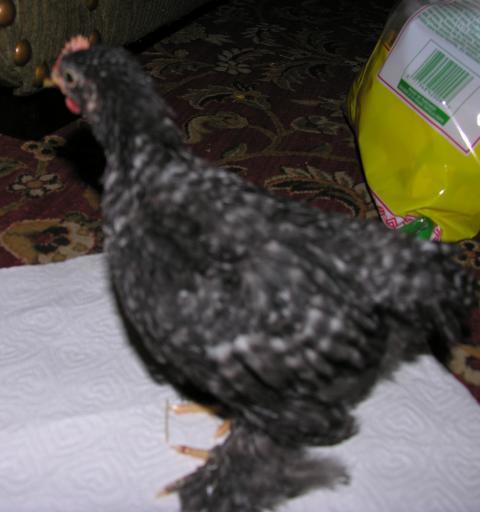 73984_dscn4044.jpg
