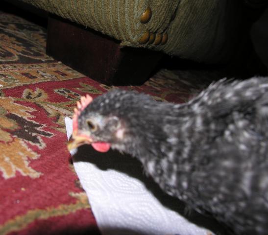 73984_dscn4047.jpg
