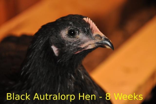 74092_ba_hen_8wks_bscaled.jpg